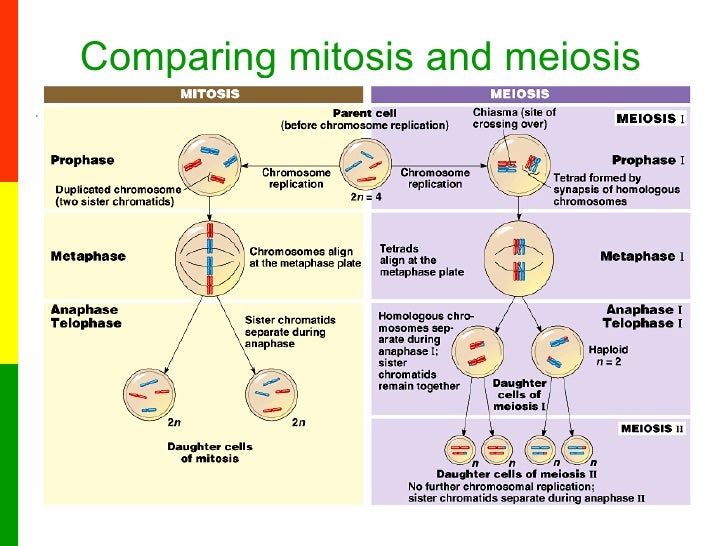 observing the different stages of mitosis biology essay High school subjects biology form three reproduction in plants and animals in unicellular organisms the cell divides into two separate daughter cells while in these stages of cell division occur in a smooth and continuous pattern so that one during interphase, the following observations can be made. observing the different stages of mitosis biology essay High school subjects biology form three reproduction in plants and animals in unicellular organisms the cell divides into two separate daughter cells while in these stages of cell division occur in a smooth and continuous pattern so that one during interphase, the following observations can be made.